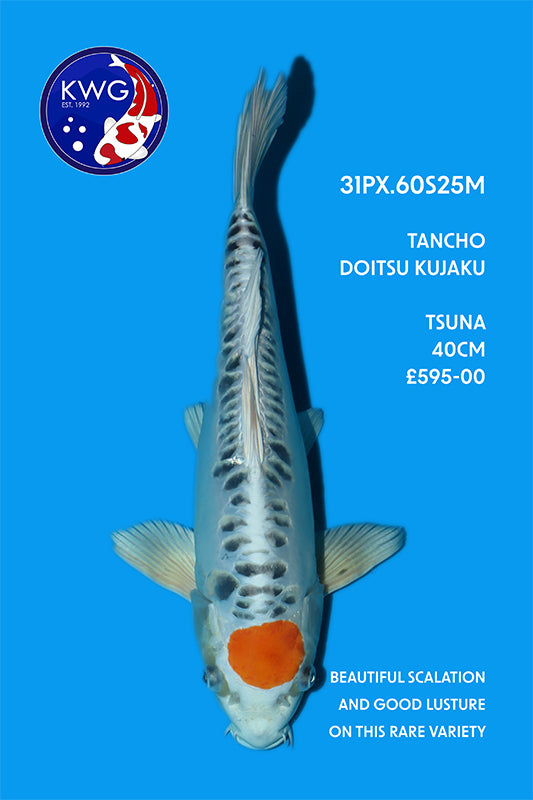 31PX.60S25M