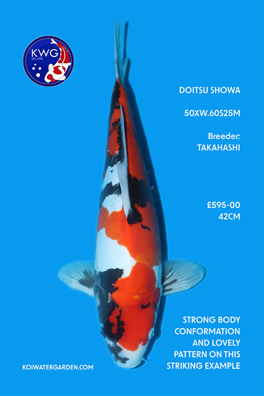 50XW.60S25M