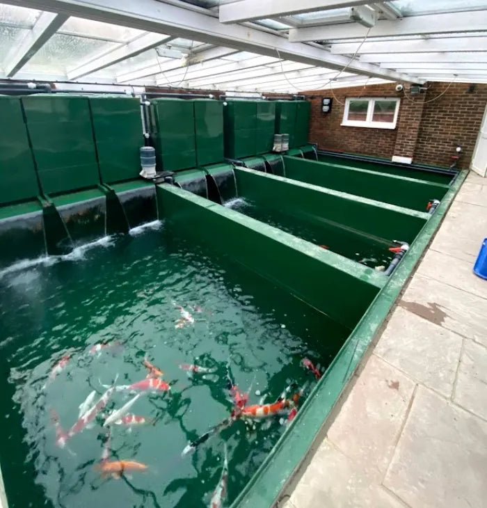 a group of fish swimming inside of a green enclosure