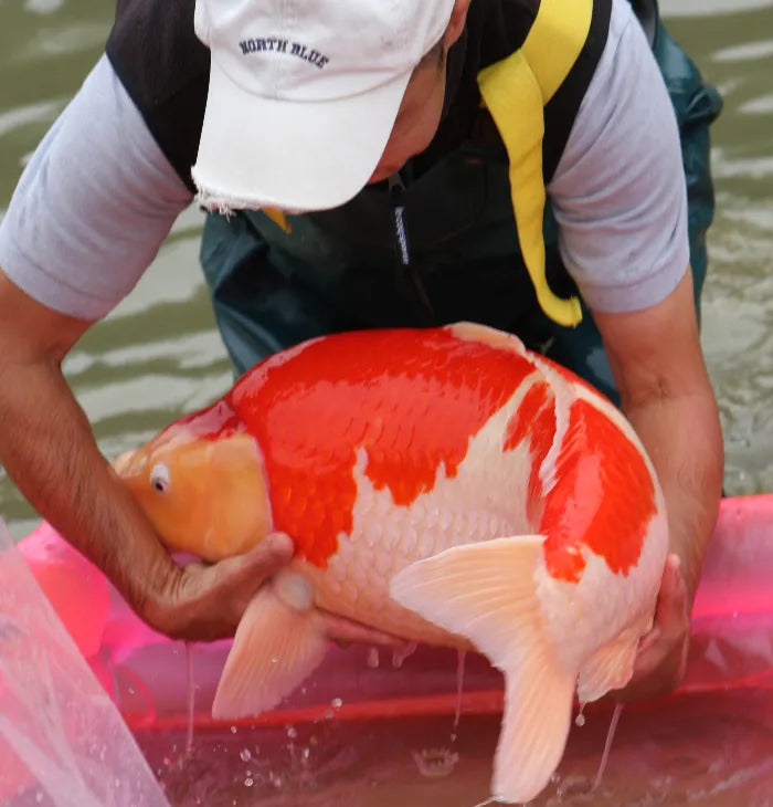 a man holding a fish in a body of water