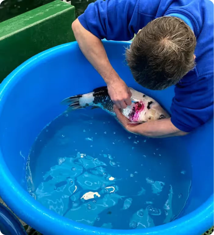 a man in blue shirt holding a fish in a blue tub