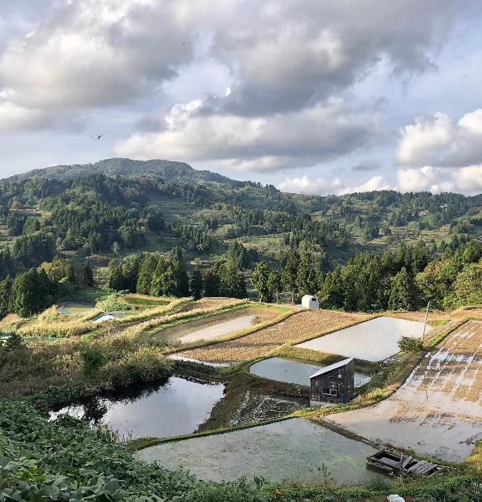 a view of a farm with a pond in the foreground