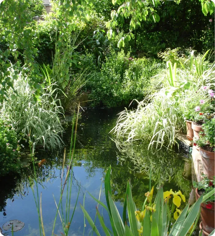 a pond surrounded by lots of plants and flowers