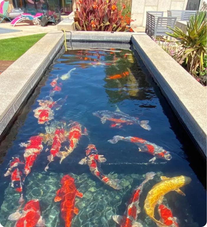 a group of koi fish swimming in a pond