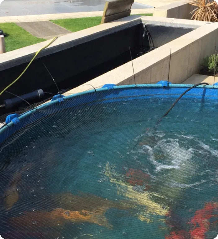 a fish pond filled with lots of different colored fish