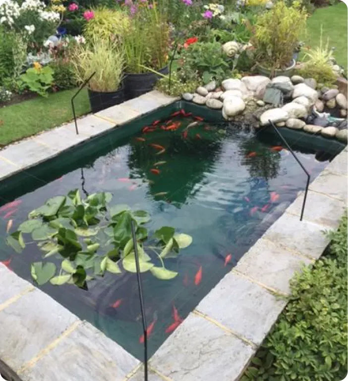 a small pond with a lot of fish in it