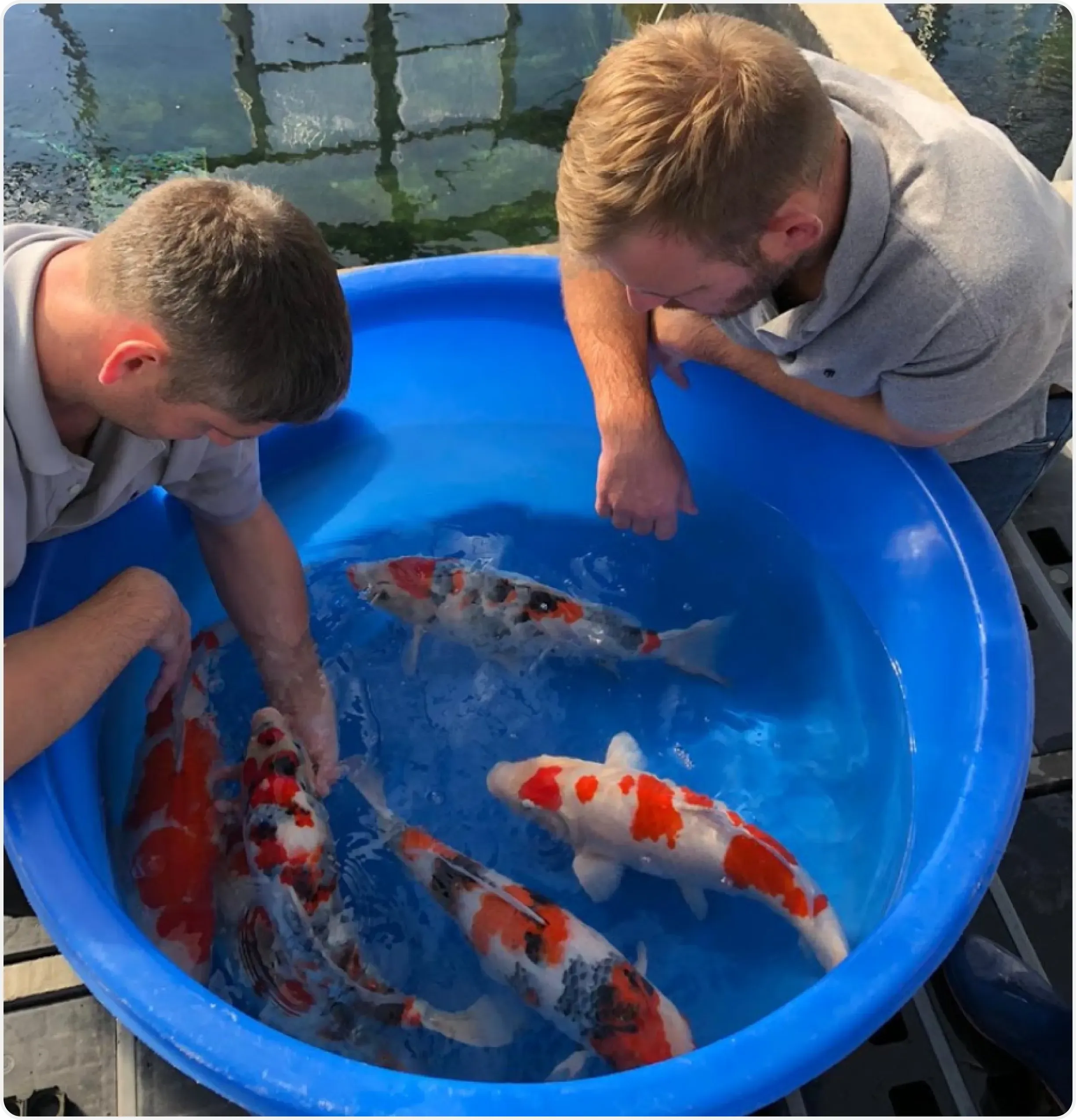 two men are looking at a group of fish in a blue bowl