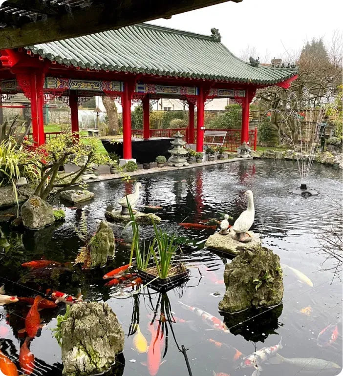 a pond with many fish in it and a red building in the background