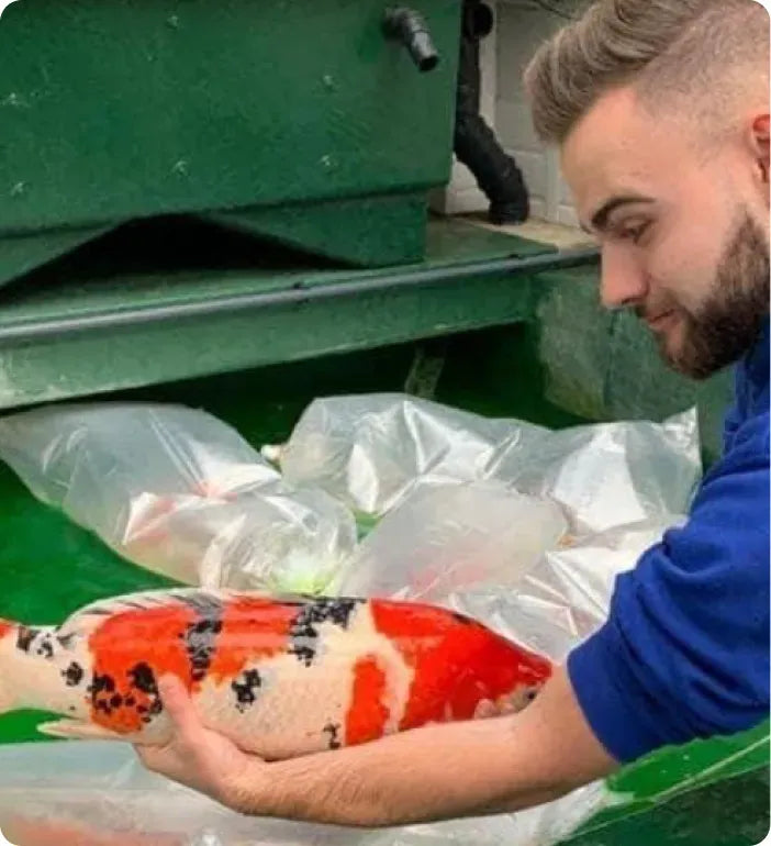 a man holding a koi fish in his hands