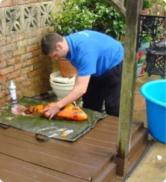 a man in a blue shirt is cleaning a chicken