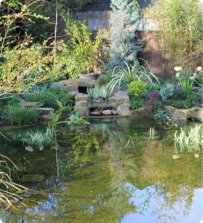 a pond with rocks and plants surrounding it