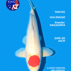 14JA.50A260