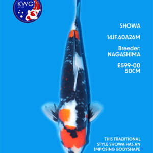 14JF.60A26M