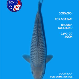 17JX.50A26M