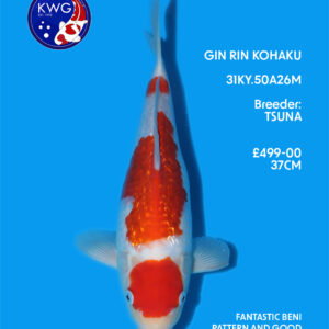 31KY.50A26M