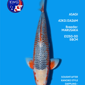 42KD.13A26M