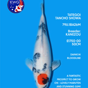 79JJ.18A26M
