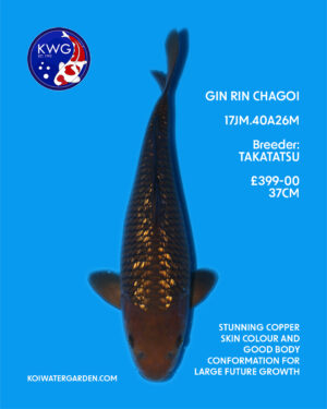 17JM.40A26M - JON PINK