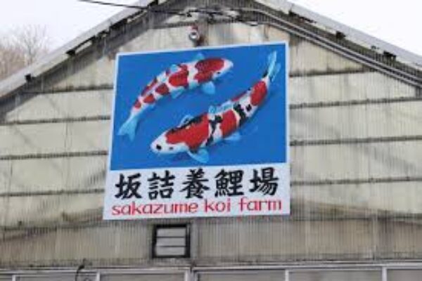 Sakasume 3